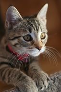 charming grey Kitten