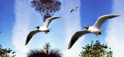 Tropical Birds Flight