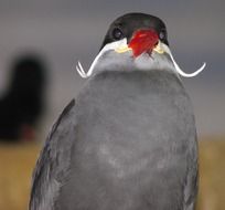 wild bird with red beak