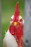 cock with red comb