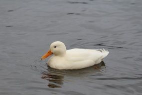 picture of the White Duck with orange beak on grey water