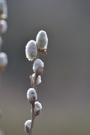 willow branch on blurry background