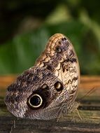 beautiful brown butterfly in the butterfly garden