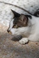 adorable home kitten is resting on the stone