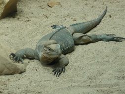 rhinoceros iguana rests on sand