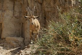 Capricorn with big horns in the mountains