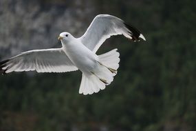 seagull in wide flight close-up