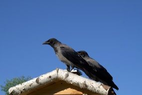 crows on the birdhouse