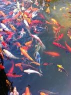 lovely Koi Fish