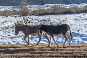 two lovely Donkeys walking away