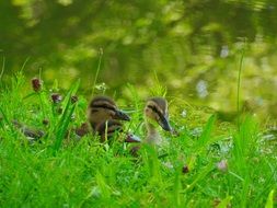 Ducks Chicks in the grass