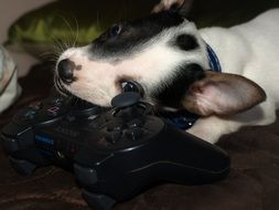 Cute black and white puppy with joystick