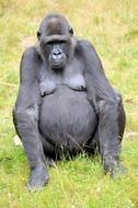 gorilla sitting on green grass