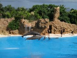 jumping with dolphins on a show on a sunny day