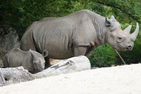 Black Rhino Young Herbivores Zoo