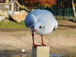 white seagull on the fence near the beach