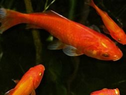 orange fish in water close-up