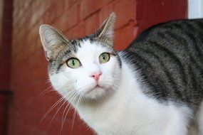 curious domestic cat outdoor