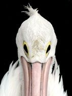 Pelican Eyes Closeup