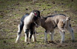 young goats are cute