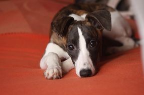 cute dog with kind eyes