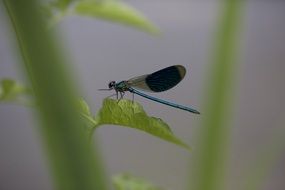 closeup picture of dragonfly sits on a green branch