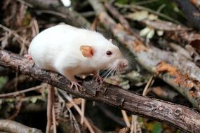 white rat on dry branches close-up