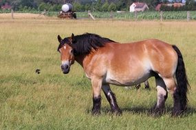 Brown and white horse on the pasture