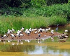 lot of herons on a pond in south africa