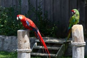 Beautiful Red and green Macaws