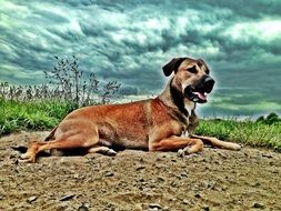 brown dog like painting