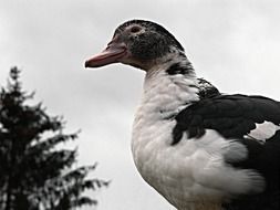 black and white Chinese Duck, bottom view