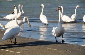 flock of swans at the pond