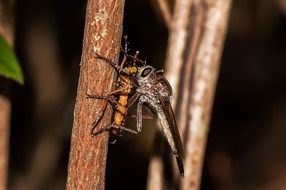 dragonfly on a thin stalk of a bush