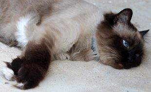 tired fluffy burmese cat