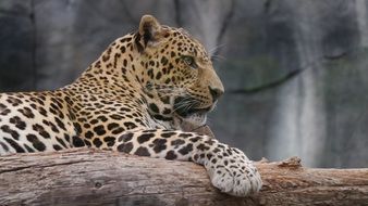incredibly beautiful Leopard Cat