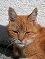 portrait of sleeping red cat on a white wall background