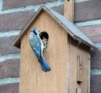 pimpelmeesje in the birdhouse