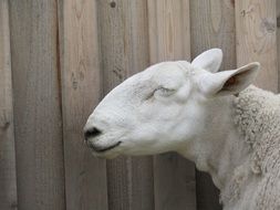 domestic Sheep Animal portrait
