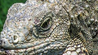 Close-up of the colorful scaly iguana