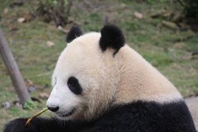 lovely Panda Bear