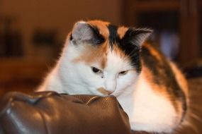 tricolor Cat lying on couch