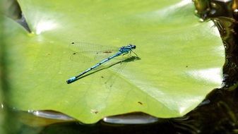 blue dragonfly on the water lily