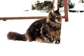 Maincoon cat in deep snow