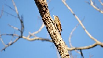 Virado Beak Xenops