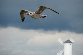 the seagull flies over the windmill