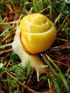 Snail with Yellow shell in grass