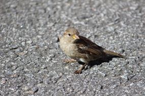 small Bird on gray asphalt close-up