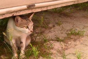 pretty Staring Cat