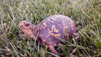 turtle among tall green grass close-up
